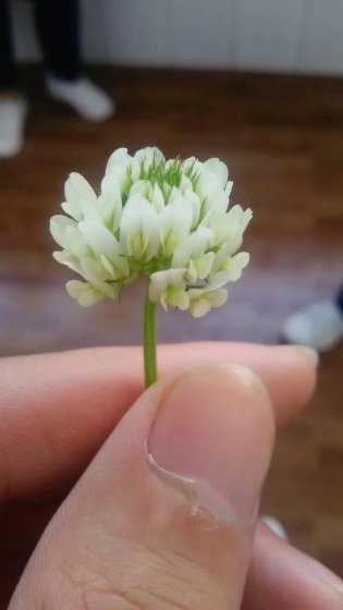 血梦章节列表